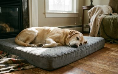 Le Coussin pour Chien sur Mesure Idéal | Shop Your Cover